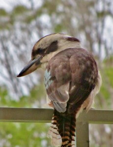 Kookaburra 2013-01-10 012